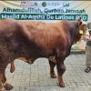 Al Aqsha BSD Potong 161 Hewan Qurban dan Siapkan Streaming Al Aqsha  BSD, Potong Qurban Senilai Rp 2 Miliar Lebih