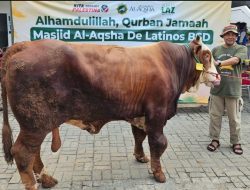 Al Aqsha BSD Potong 161 Hewan Qurban dan Siapkan Streaming Al Aqsha  BSD, Potong Qurban Senilai Rp 2 Miliar Lebih
