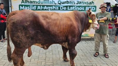 Al Aqsha BSD Potong 161 Hewan Qurban dan Siapkan Streaming Al Aqsha  BSD, Potong Qurban Senilai Rp 2 Miliar Lebih